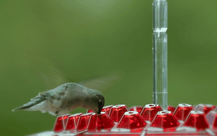 Hummingbird Feeder Ant Proof Outdoor Hanging Perch Hex - Tophatter Daily Deals