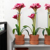 10-Pack: Plant Support Stake Garden & Patio - Tophatter Daily Deals