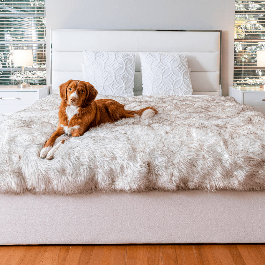 PupProtector™ Waterproof Throw Blanket - White with Brown Accents Pet Supplies - Tophatter Daily Deals
