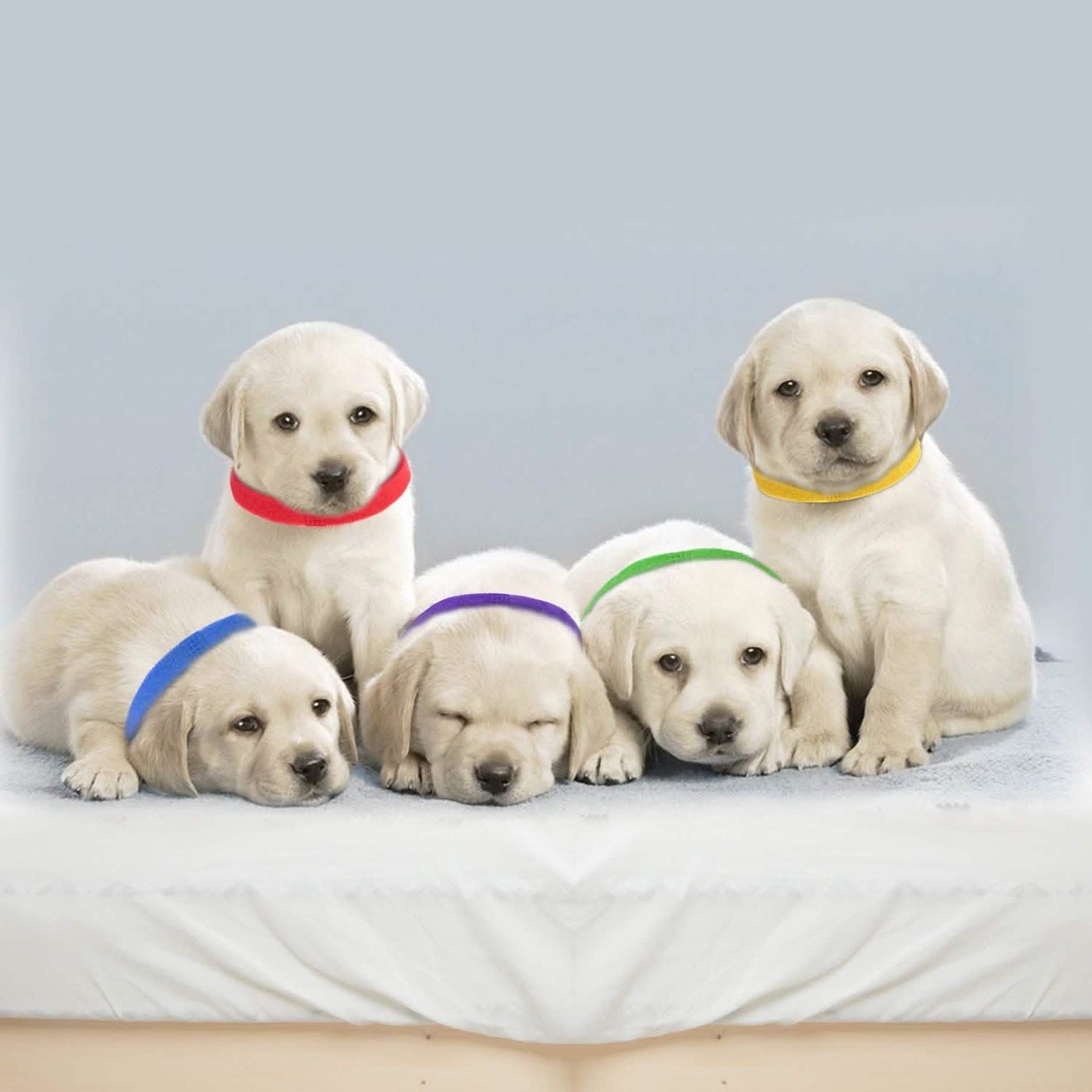 12-Piece: Whelping ID Collars Color Set Pet Supplies - Tophatter Daily Deals