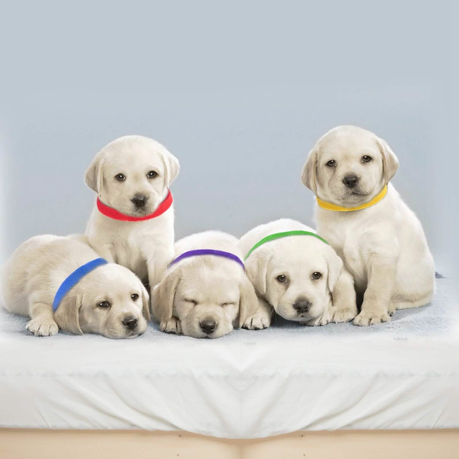 12-Piece: Whelping ID Collars Color Set Pet Supplies - Tophatter Daily Deals