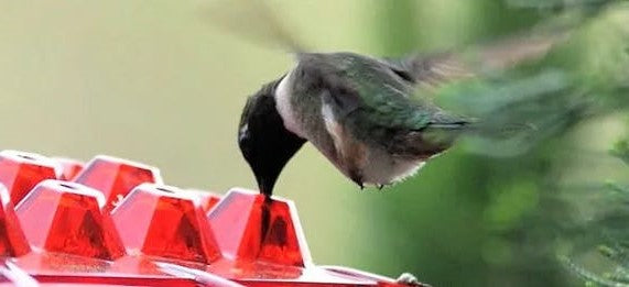 Hummingbird Feeder Ant Proof Outdoor Hanging Perch Hex - Tophatter Daily Deals