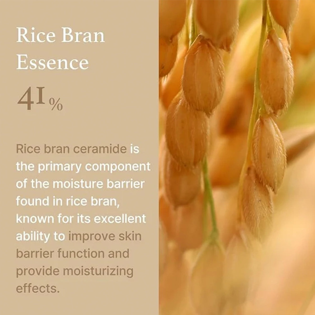 I'm From Rice Cream 50g Jar - Tophatter Daily Deals