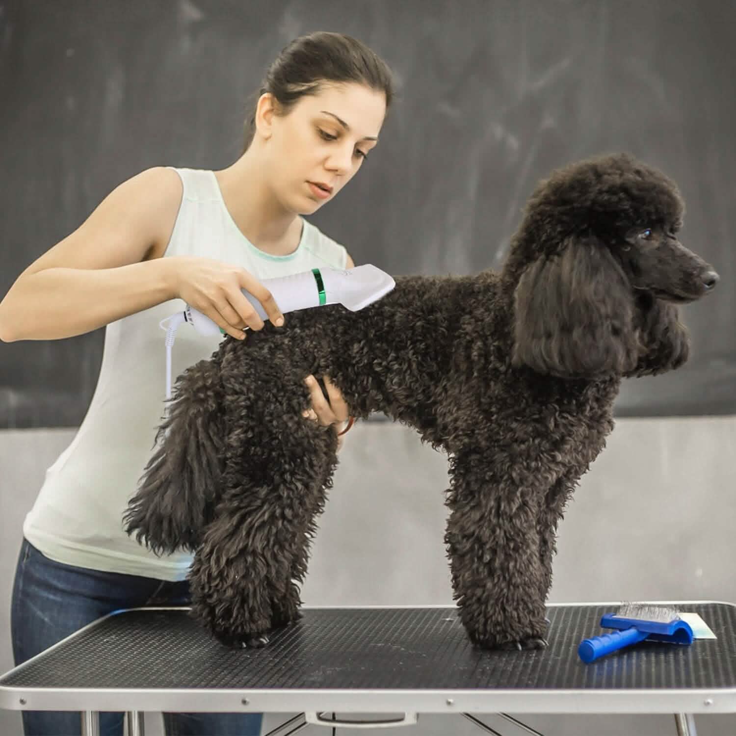 2-in-1 Multifunctional Pet Grooming Hair Dryer Pet Supplies - Tophatter Daily Deals