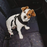2-Piece: Pet Car Safety Seatbelt Pet Supplies - Tophatter Daily Deals