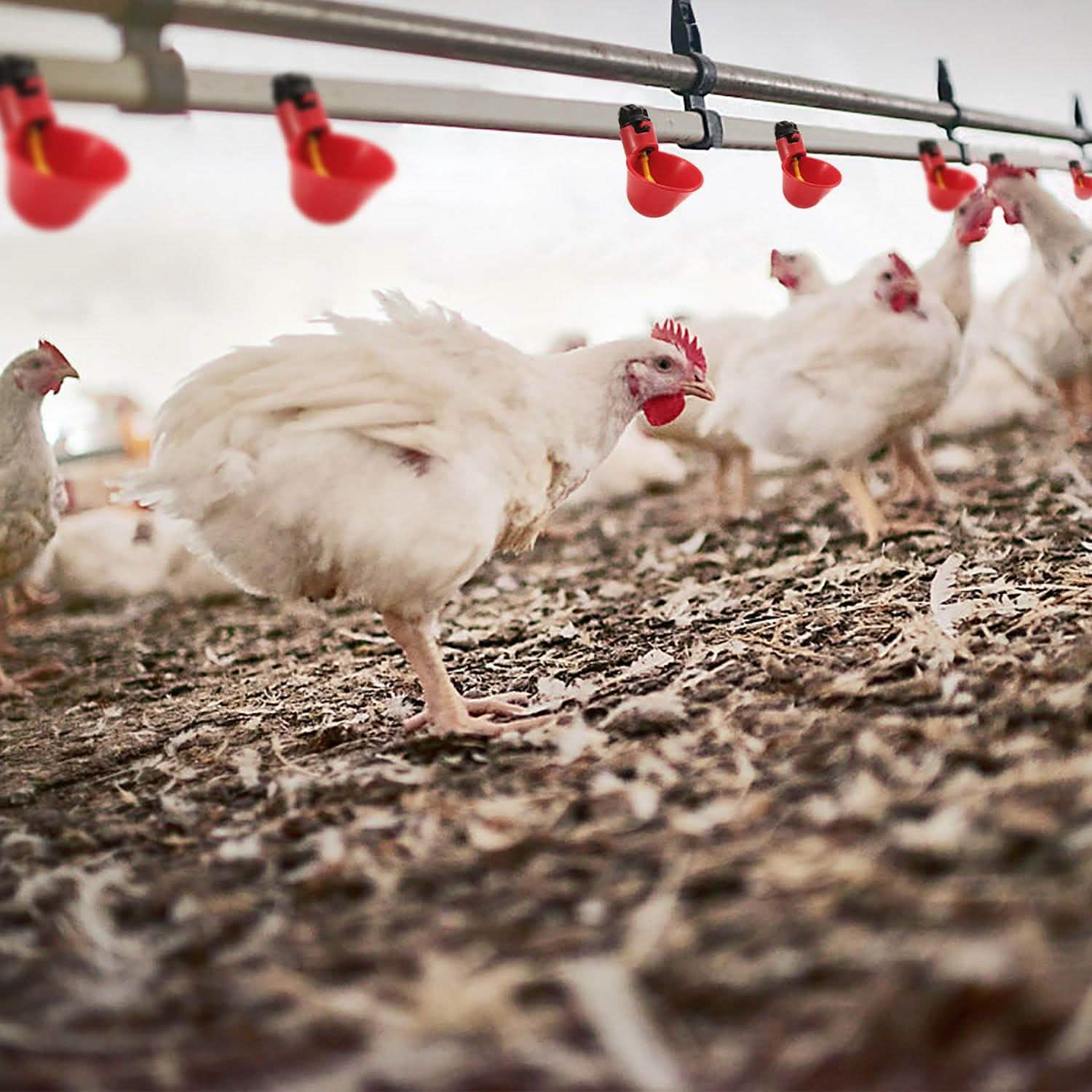 20-Pack: Chicken Waterer Automatic Drinker Pet Supplies - Tophatter Daily Deals