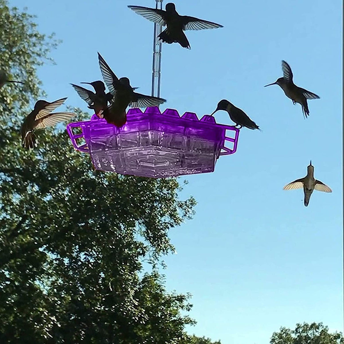 Hummingbird Feeder Ant Proof Outdoor Hanging Perch Hex Purple - Tophatter Daily Deals