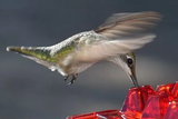 Hummingbird Feeder Ant Proof Outdoor Hanging Perch Hex - Tophatter Daily Deals