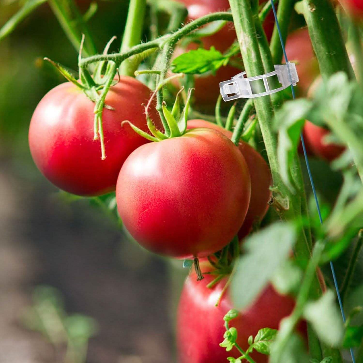 300-Pieces: Garden Plant Support Clips Garden & Patio - Tophatter Daily Deals