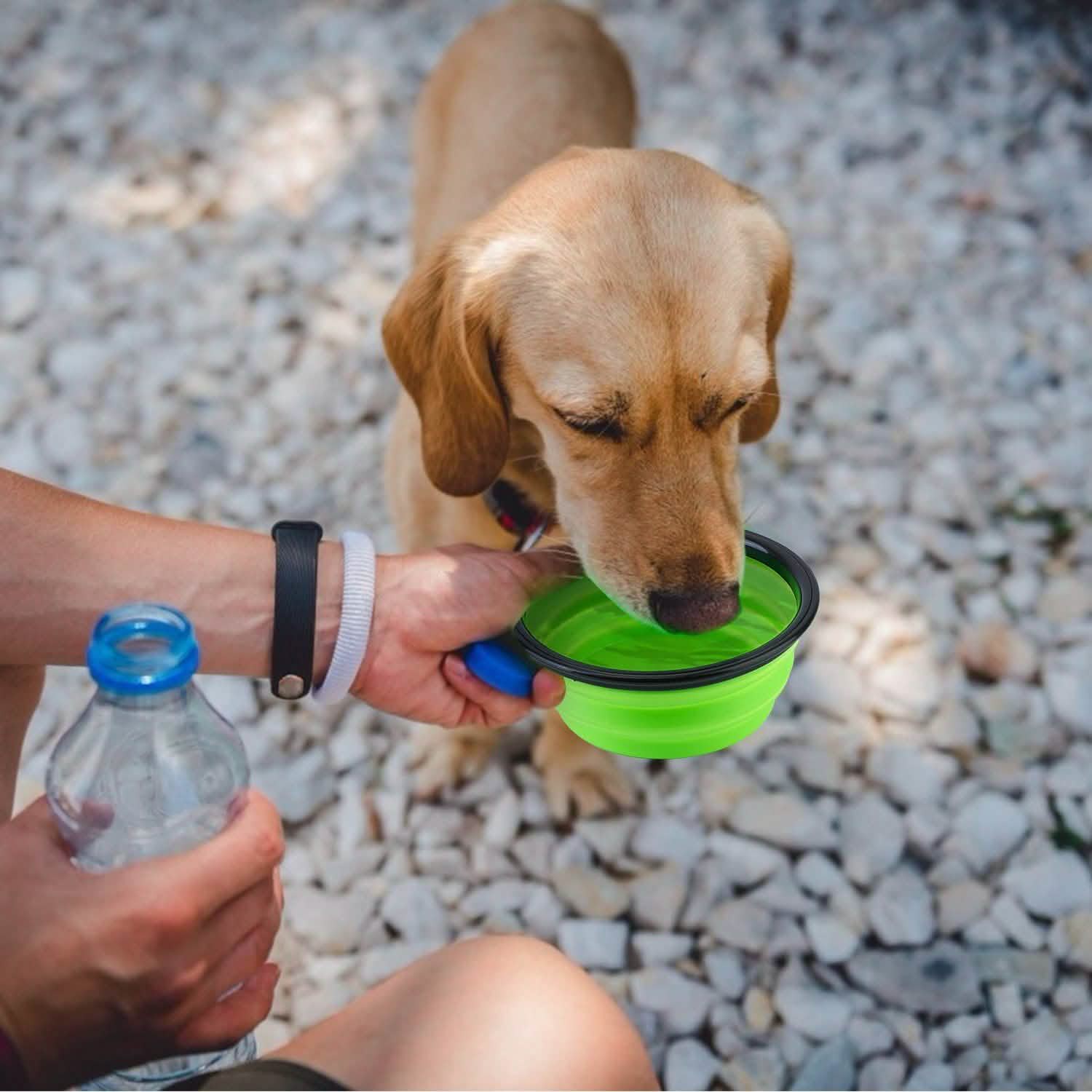 4-Pack: Silicone Collapsible Dog or Cat Food Water Bowl Pet Supplies - Tophatter Daily Deals