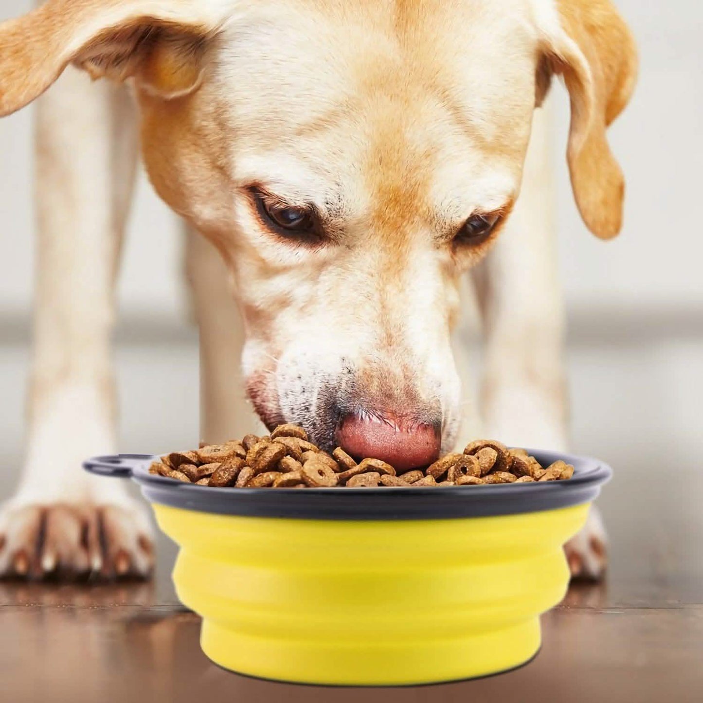 4-Pack: Silicone Collapsible Dog or Cat Food Water Bowl Pet Supplies - Tophatter Daily Deals