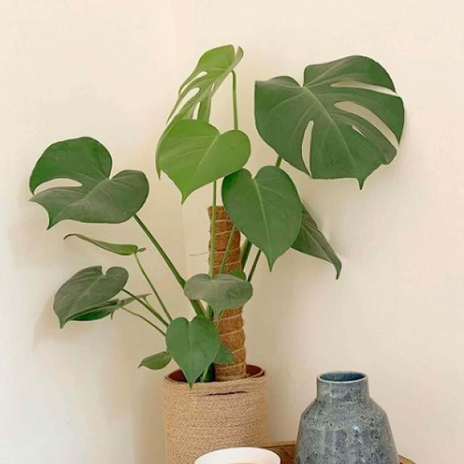 4-Pieces: Coco Coir Extendable Moss Pole for Climbing Plants Garden & Patio - Tophatter Daily Deals