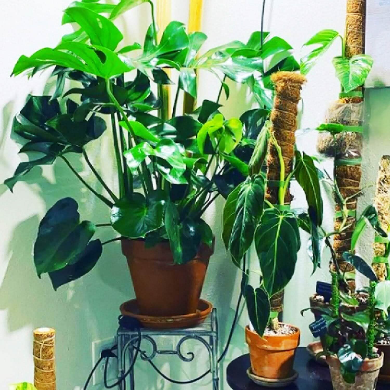 4-Pieces: Coco Coir Extendable Moss Pole for Climbing Plants Garden & Patio - Tophatter Daily Deals