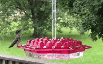 Hummingbird Feeder Ant Proof Outdoor Hanging Easy Perch - Tophatter Daily Deals