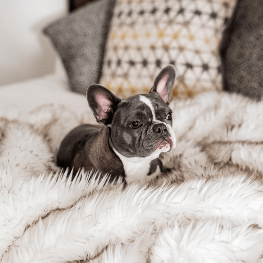 PupProtector™ Waterproof Throw Blanket - White with Brown Accents Pet Supplies - Tophatter Daily Deals