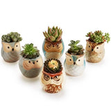 6-Pack: 2.5 Inch Owl Pot Ceramic Base Garden & Patio - Tophatter Daily Deals