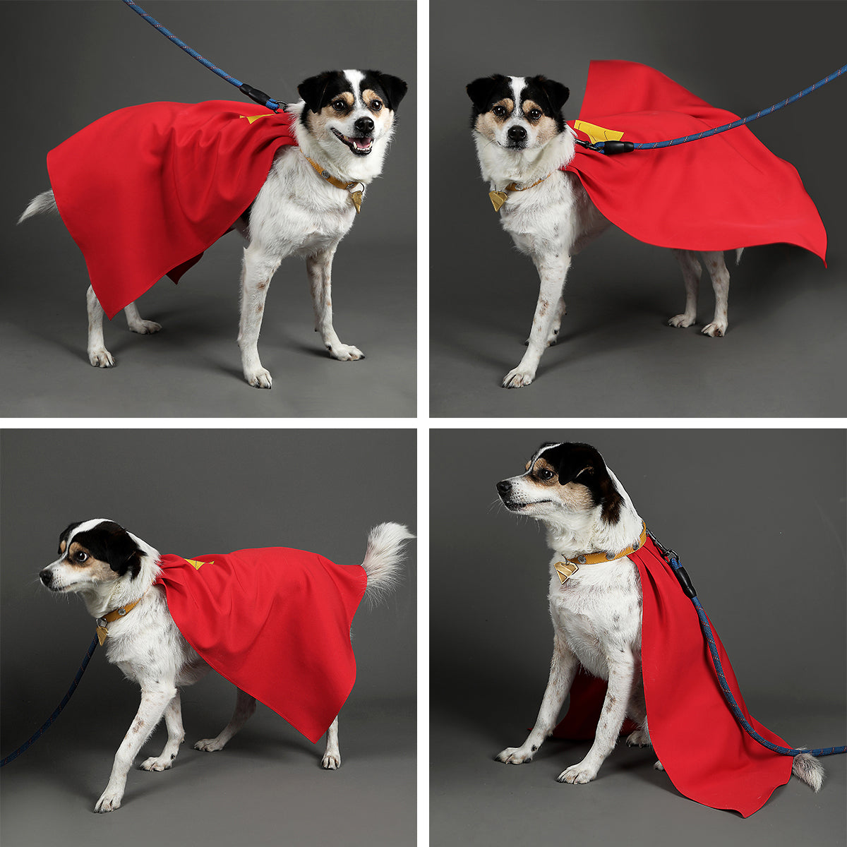 Superman: Legacy Krypto the Superdog Cosplay Accessory Prop Costume - Tophatter Daily Deals