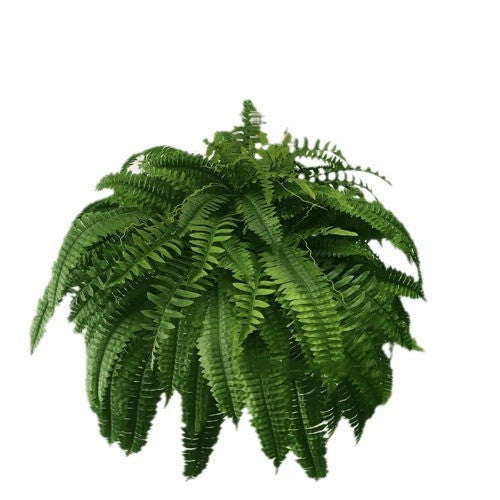 Artificial Fern Flower Arrangement Green Plant Plastic Crafts 60 Leaves 95cm 0 - Tophatter Daily Deals