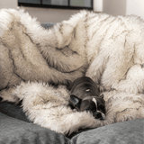PupProtector™ Waterproof Throw Blanket - White with Brown Accents Pet Supplies - Tophatter Daily Deals
