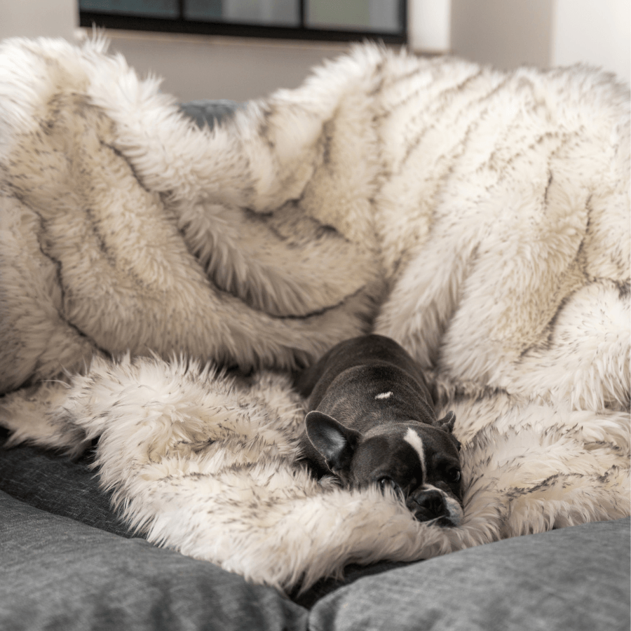 PupProtector™ Waterproof Throw Blanket - White with Brown Accents Pet Supplies - Tophatter Daily Deals