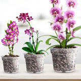9-Piece: Orchid Pots Clear Reusable Plastic Flower Plant Nursery Planter Garden & Patio - Tophatter Daily Deals