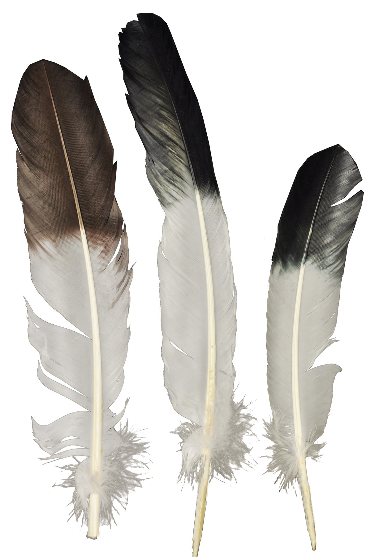 Eagle Tip Feather Costume Accessories - Tophatter Daily Deals