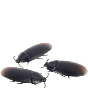 COCKROACH - Tophatter Daily Deals