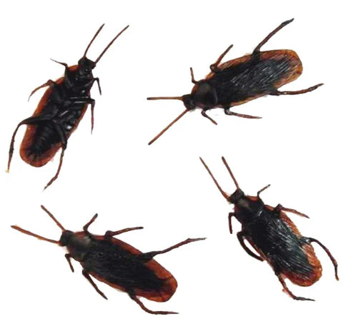 FAKE COCKROACHES - Tophatter Daily Deals