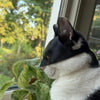 CatMan (Batman Mask For Cats) - Tophatter Daily Deals