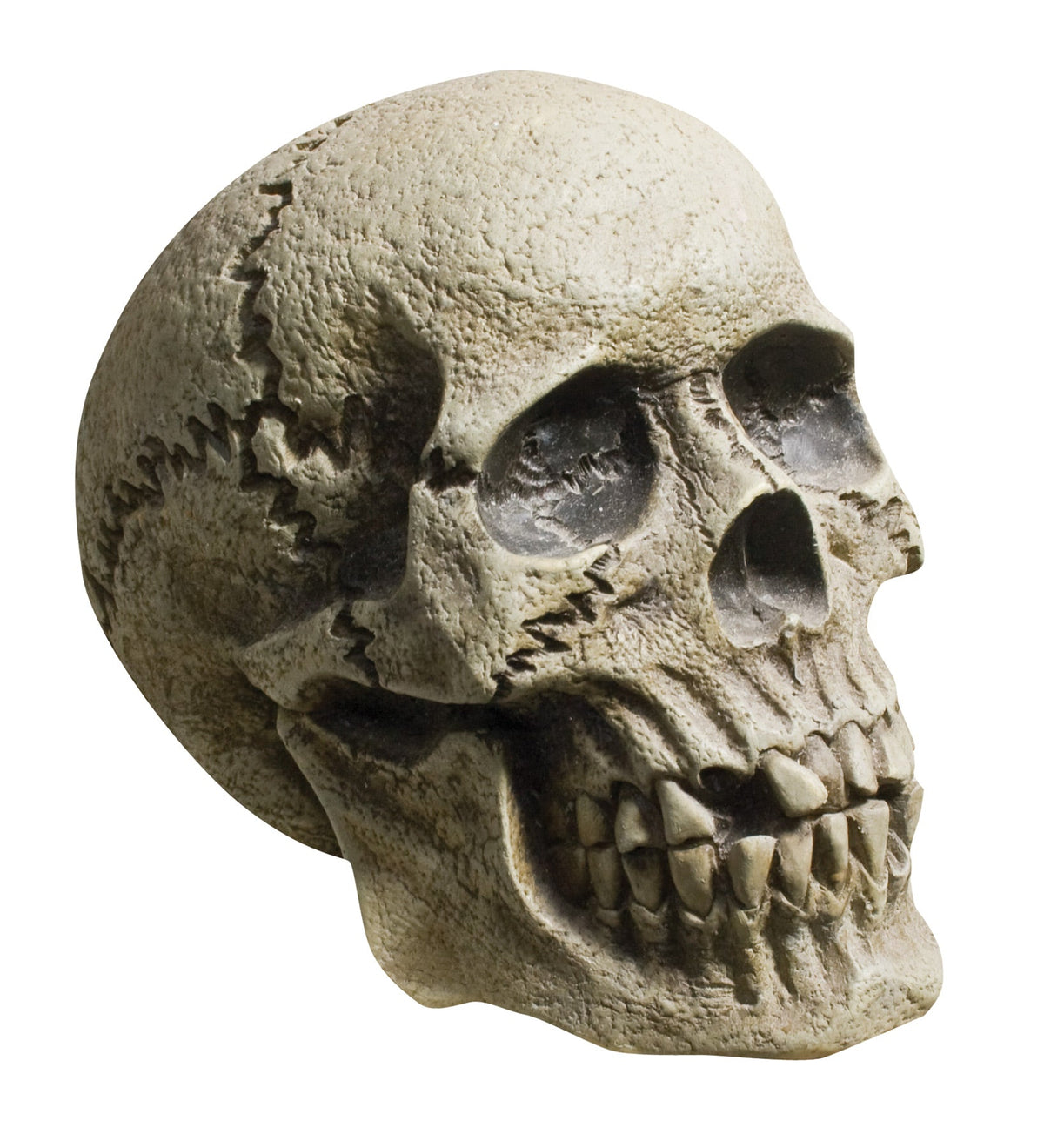 Rotting Skull Halloween Skeleton Decorations - Tophatter Daily Deals