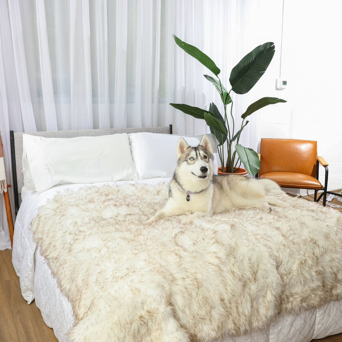 PupProtector™ Waterproof Throw Blanket - White with Brown Accents Pet Supplies - Tophatter Daily Deals