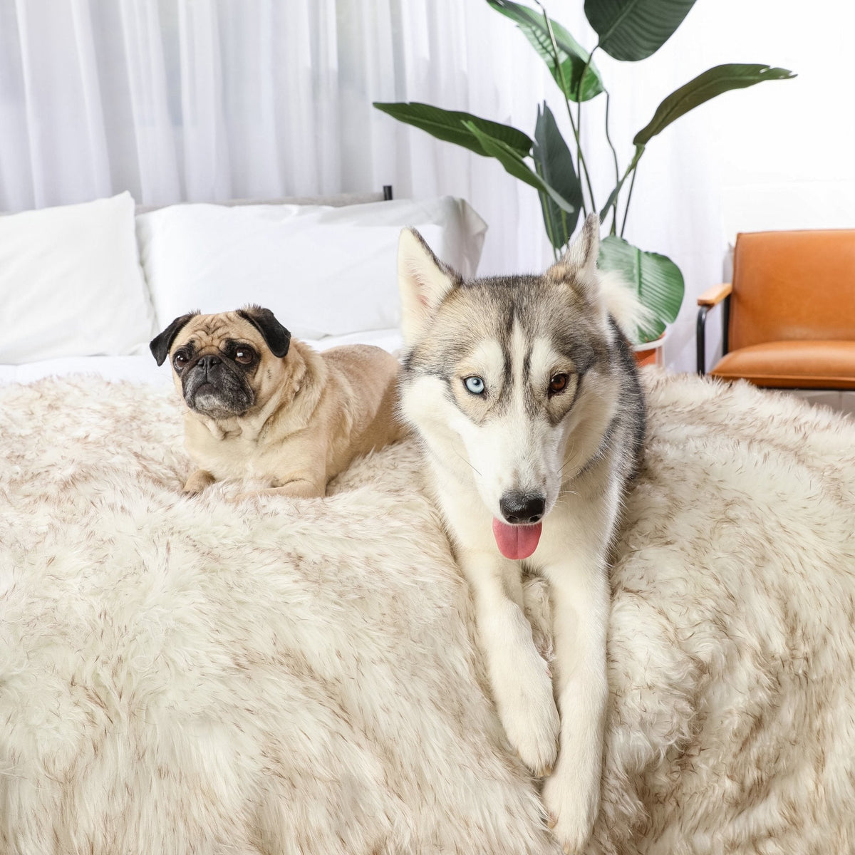 PupProtector™ Waterproof Throw Blanket - White with Brown Accents Pet Supplies - Tophatter Daily Deals