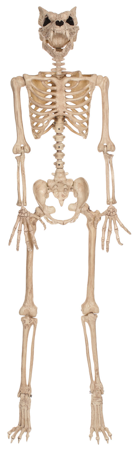 60" Werewolf Pose-N-Stay Skeleton Halloween Skeleton Decorations - Tophatter Daily Deals