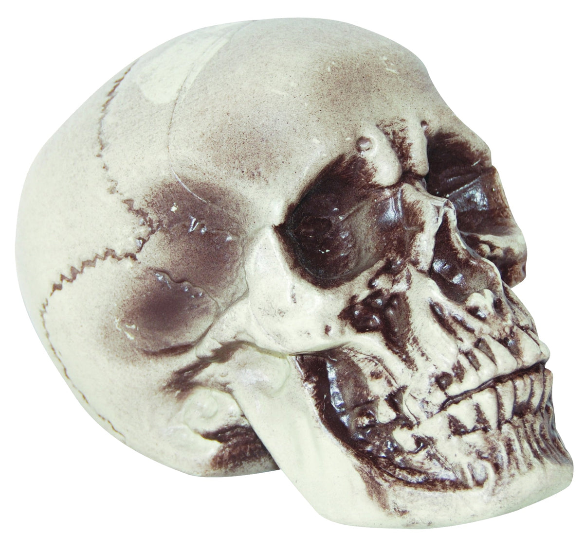 7" Realistic Skull Halloween Skeleton Decorations - Tophatter Daily Deals