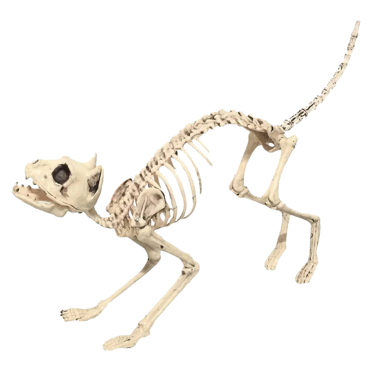 Skeleton Cat Sonic Realistic – Tophatter's Inc.