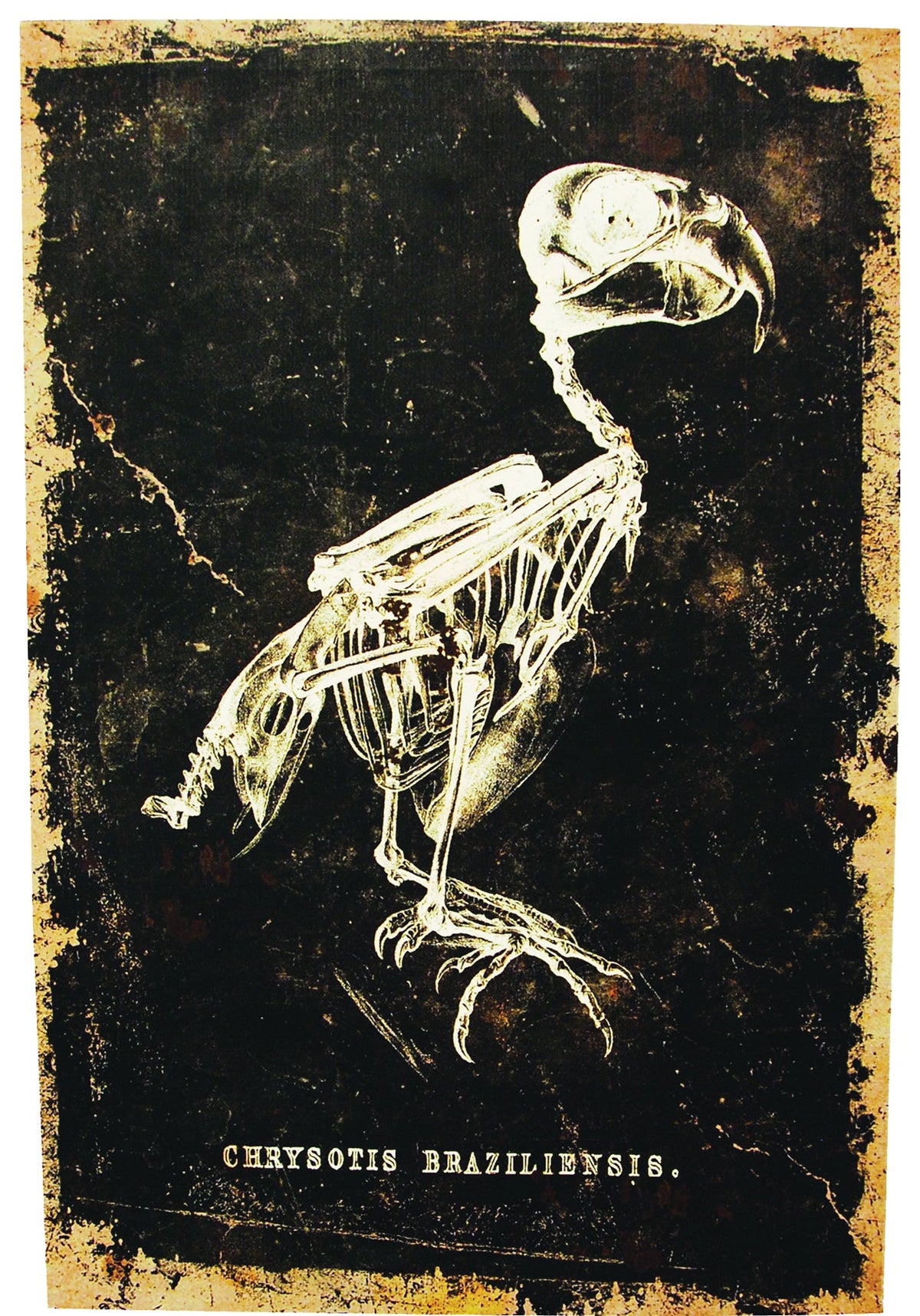 24" x 16" Skeleton Bird Canvas without Frame Halloween Skeleton Decorations - Tophatter Daily Deals