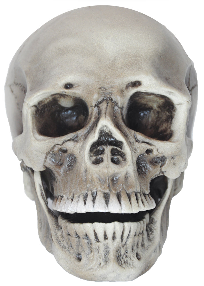 Realistic Rotting Skull Halloween Skeleton Decorations - Tophatter Daily Deals