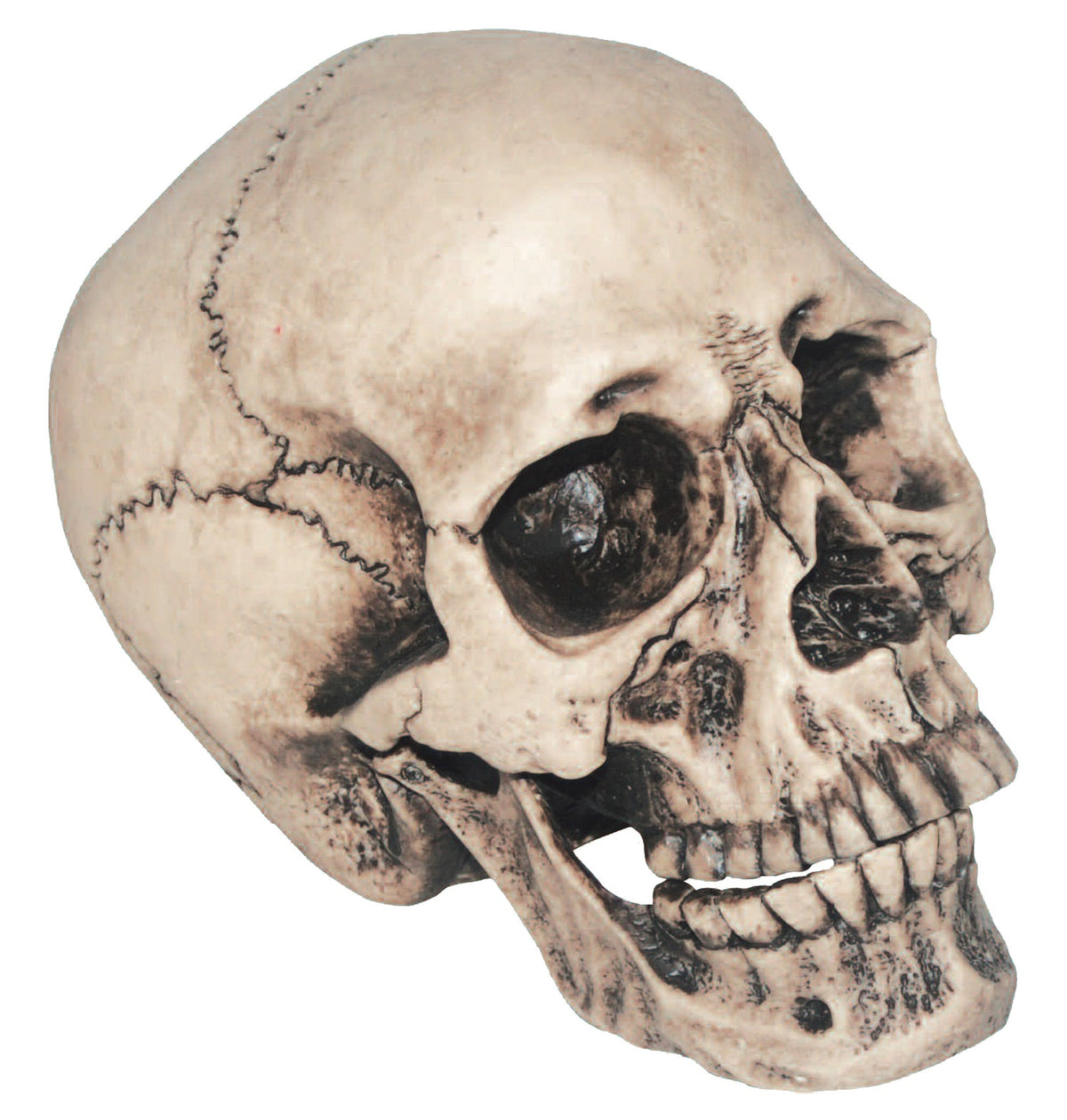 7" Vinyl Skull Halloween Skeleton Decorations - Tophatter Daily Deals