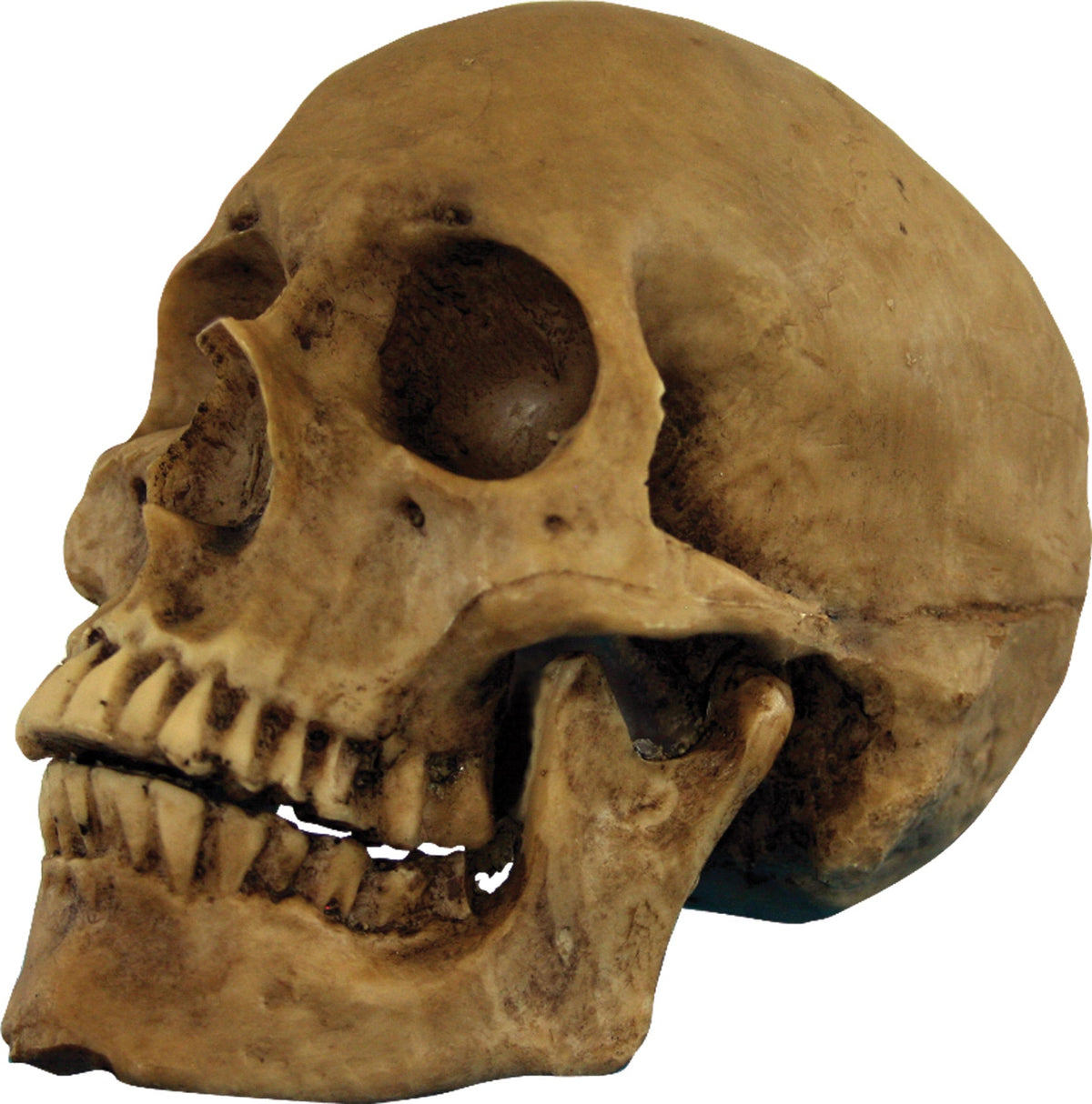 Skull Resin Cranium Halloween Skeleton Decorations - Tophatter Daily Deals