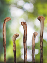 Elegant Handcrafted Root Knob Walking Cane - 36-Inch Artistry Canes - Tophatter Daily Deals