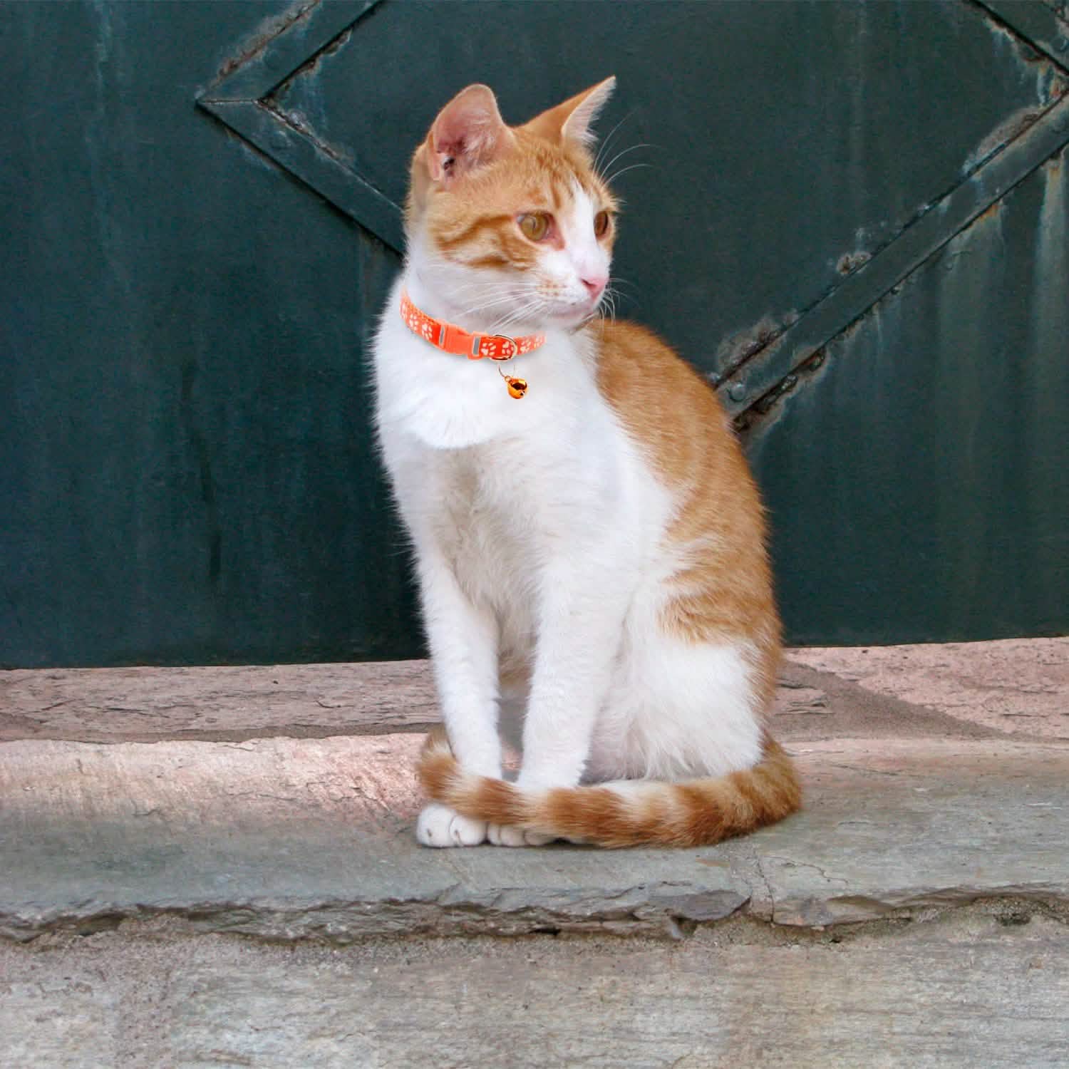 Ca2-Pack: Adjustable Kitten Collar with Bell Name Tag Pet Supplies - Tophatter Daily Deals