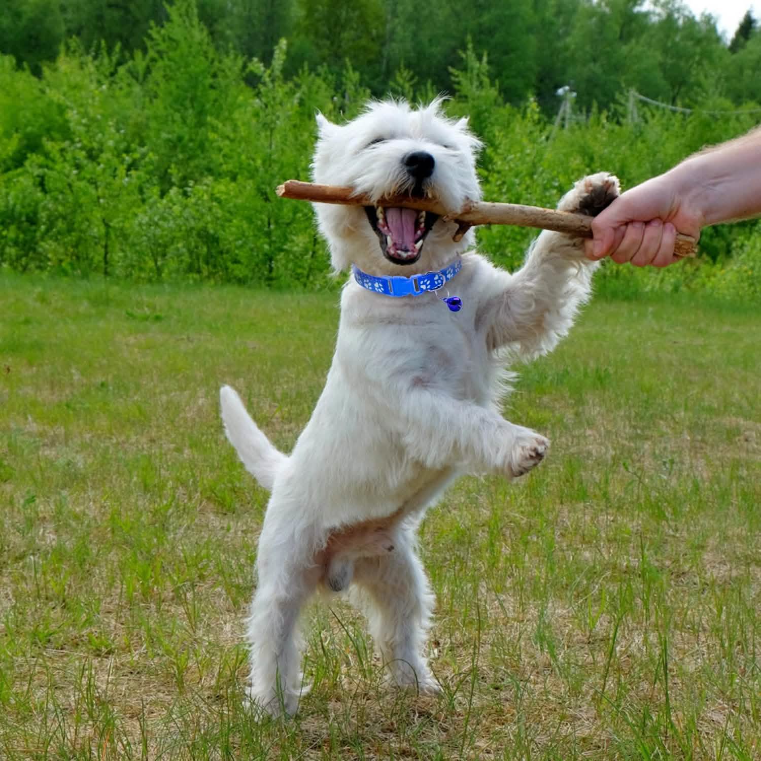Ca2-Pack: Adjustable Kitten Collar with Bell Name Tag Pet Supplies - Tophatter Daily Deals