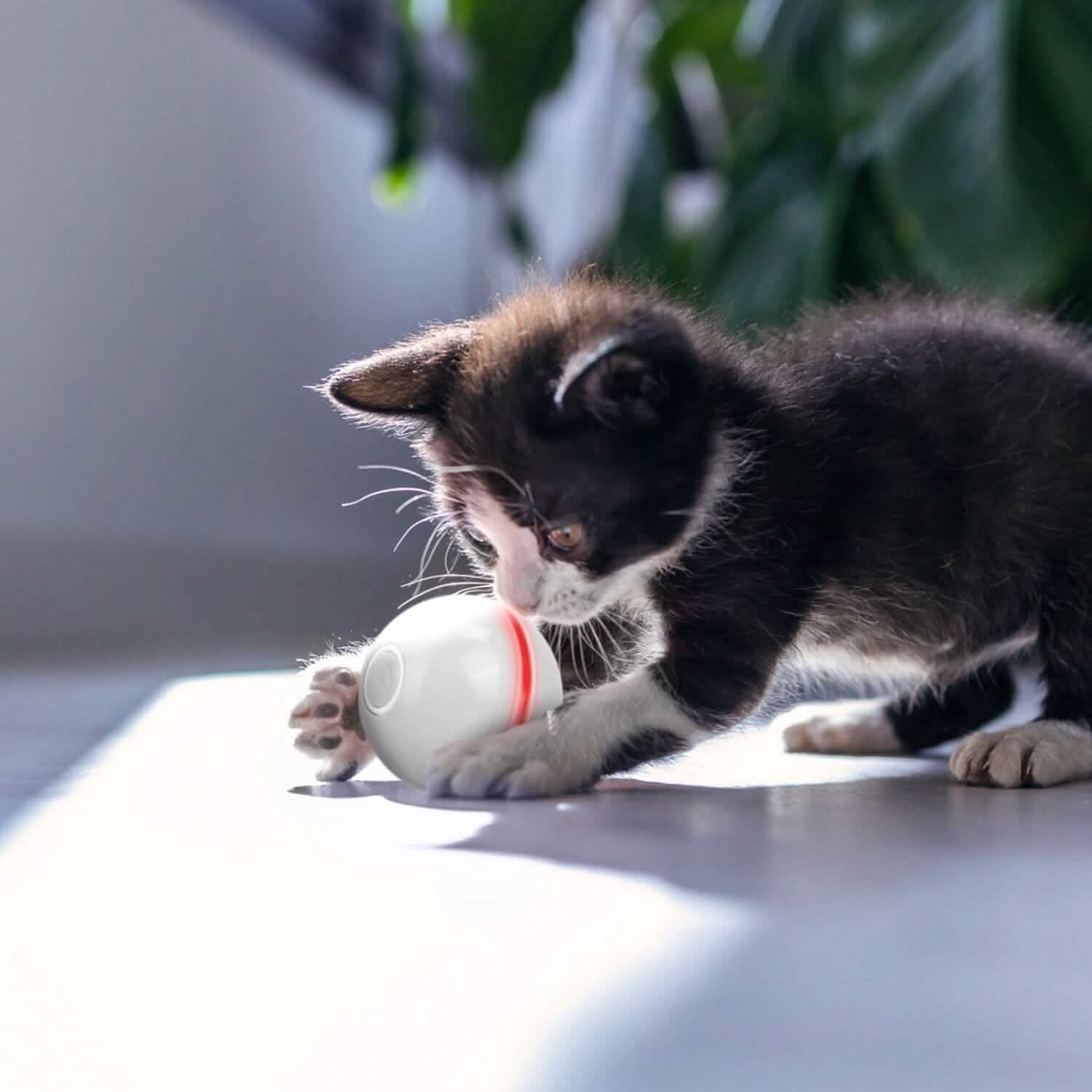 Cat Teaser Ball Automatic Self Rotating Interactive Cat Motion Exercise Toy Pet Supplies - Tophatter Daily Deals