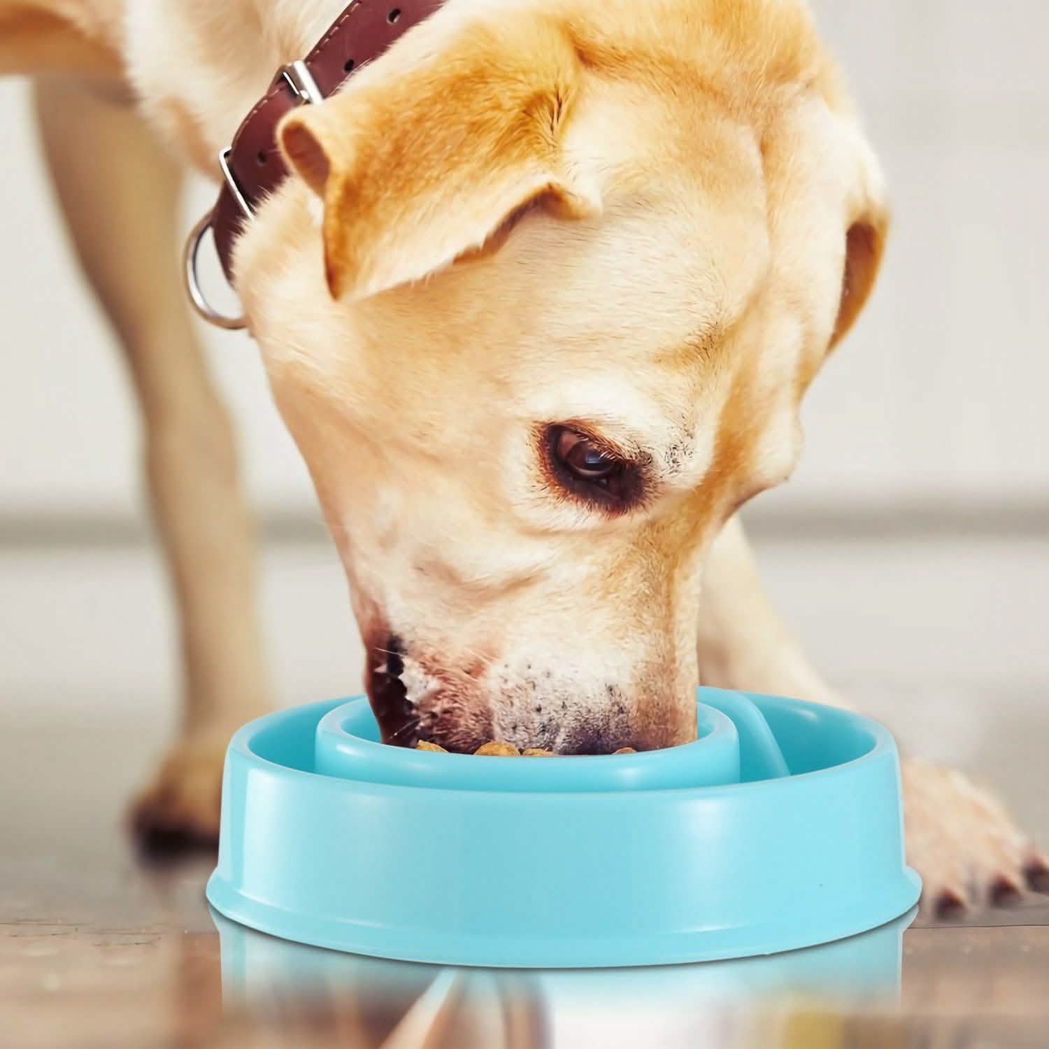 Dog Cat Slow Feeder Bowl Pet Supplies - Tophatter Daily Deals