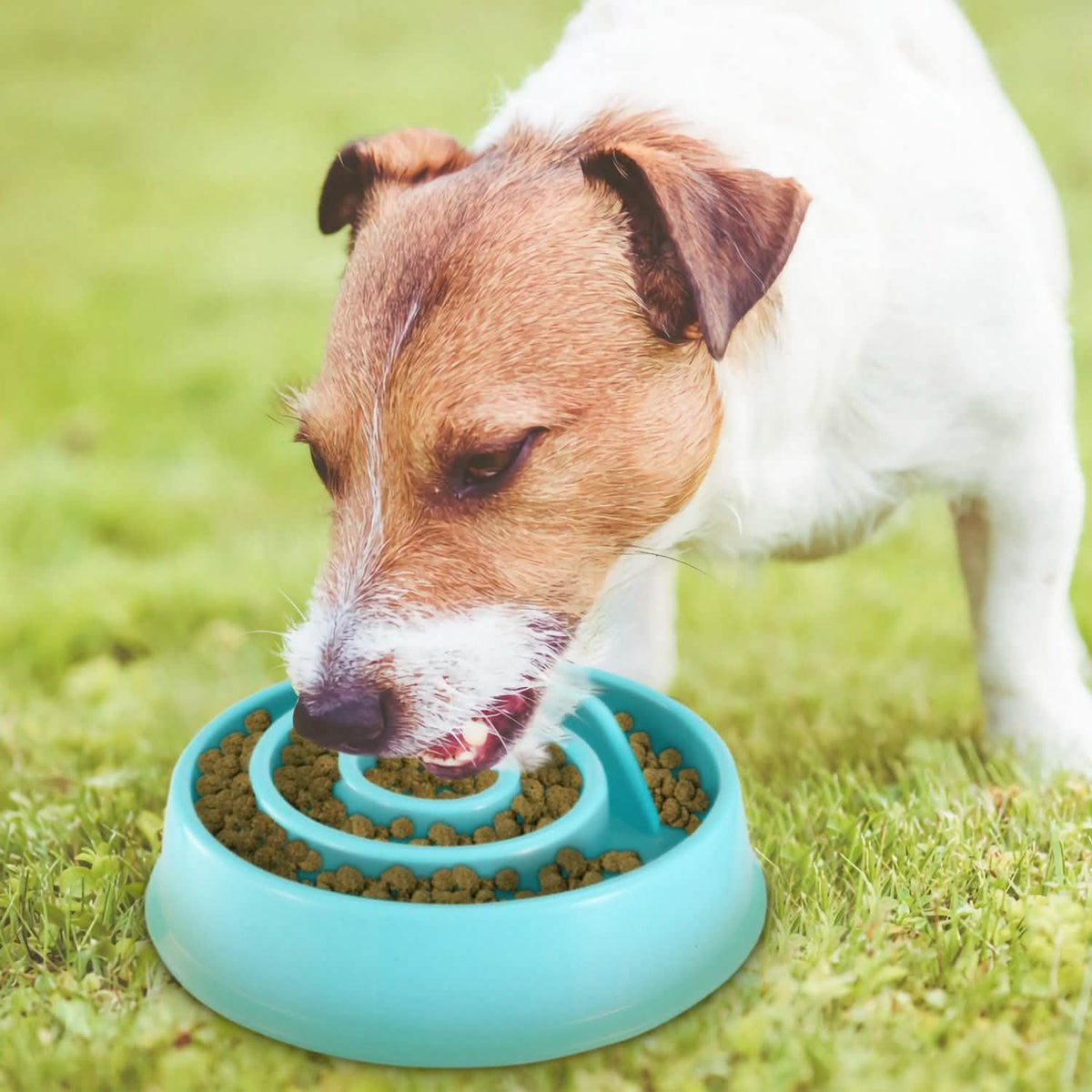 Dog Cat Slow Feeder Bowl Pet Supplies - Tophatter Daily Deals