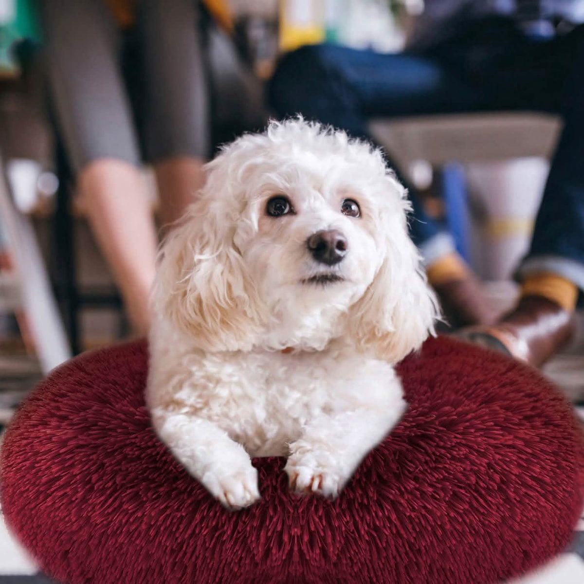Dog Cozy Nest Sofa Bed Cushion Pet Beds - Tophatter Daily Deals