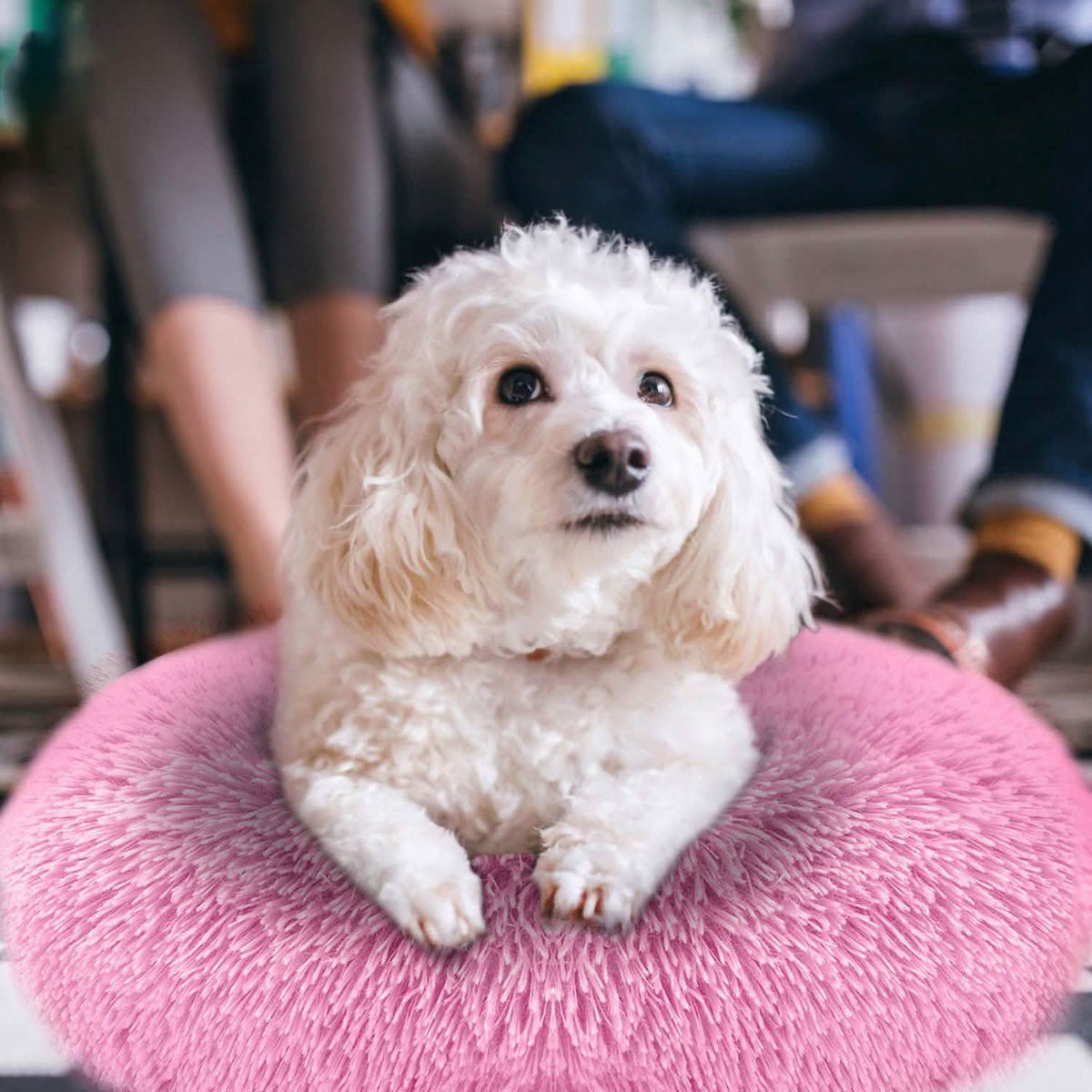 Dog Cozy Nest Sofa Bed Cushion Pet Beds - Tophatter Daily Deals