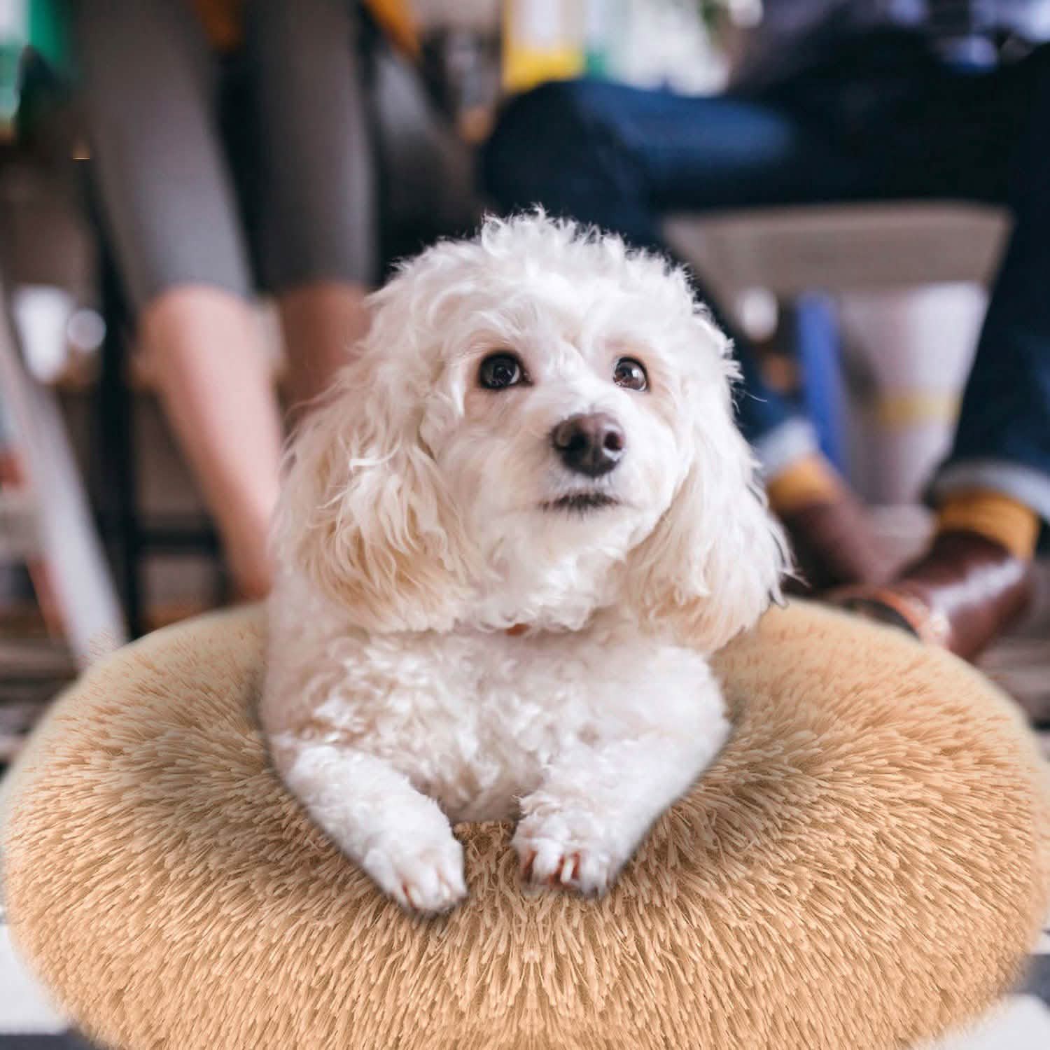 Dog Cozy Nest Sofa Bed Cushion Pet Supplies - Tophatter Daily Deals