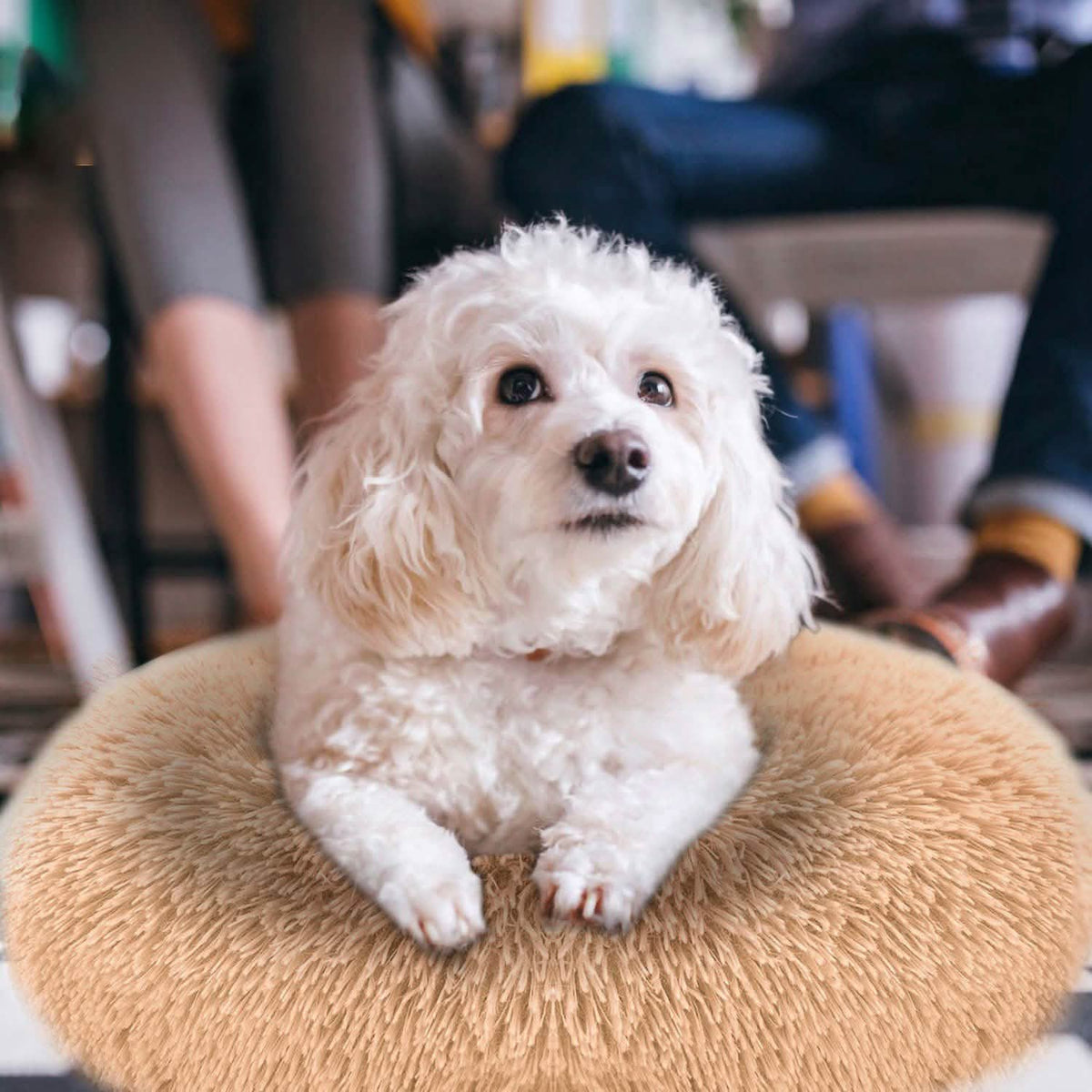 Dog Cozy Nest Sofa Bed Cushion Pet Beds - Tophatter Daily Deals