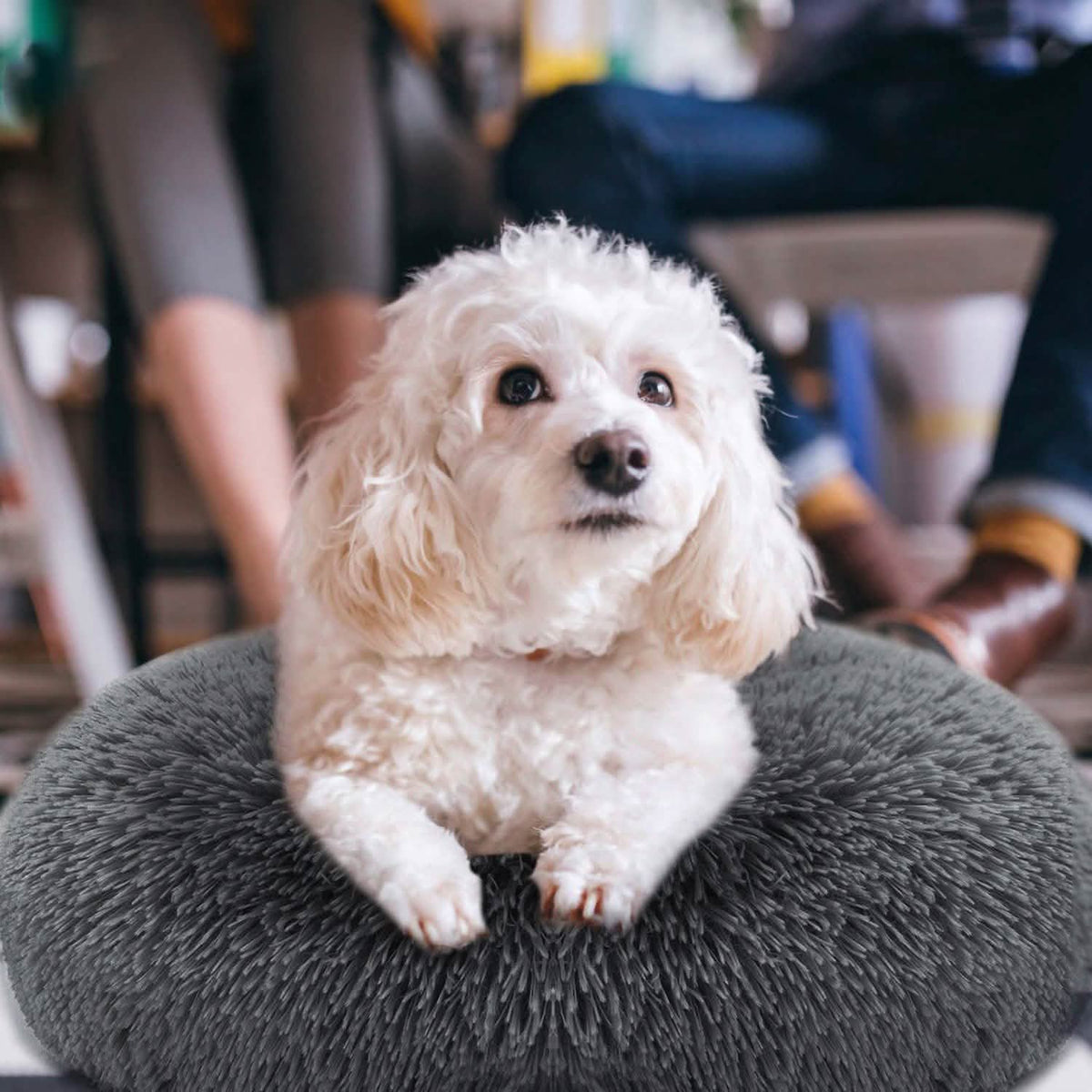 Dog Cozy Nest Sofa Bed Cushion Pet Beds - Tophatter Daily Deals